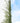 Ficus Repens (Fico Rampicante) Verde Vaso Bk19 - pianta adulta - Vivaio Garden Forest (48283827)