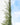 Ficus Repens (Fico Rampicante) Verde Vaso Bk19 - pianta adulta - Vivaio Garden Forest