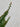 Ficus Repens (Fico Rampicante) Verde Vaso Bk19 - portamento - Vivaio Garden Forest