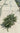 Ficus Repens (Fico Rampicante) Variegato Vaso Bk19 - Vivaio Garden Forest