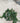 Ficus Repens (Fico Rampicante) Verde Vaso Bk19 - Vivaio Garden Forest (48283826)
