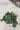 Ficus Repens (Fico Rampicante) Verde Vaso Bk19 - Vivaio Garden Forest
