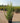 Forsythia X Intermedia Week End Cesp 40 - Vivaio Garden Forest (47844326)