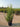 Forsythia X Intermedia Week End Cesp 40 - Vivaio Garden Forest (47844326)