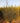 Grevillea Johnsonii Cesp 40 - Vivaio Garden Forest (47844327)