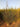 Grevillea Johnsonii Cesp 40 - Vivaio Garden Forest (47844327)