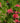 Grevillea Johnsonii Vaso 24 - fioritura - Vivaio Garden Forest (48048226)