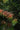 Grevillea Johnsonii Vaso 24 - portamento - Vivaio Garden Forest (48048227)