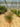 Grevillea Johnsonii Vaso 24 - Vivaio Garden Forest (48048225)