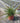 Grevillea Juniperina Vaso 18 - Vivaio Garden Forest (48048229)