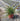 Grevillea Juniperina Vaso 18 - Vivaio Garden Forest (48048229)