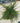 Grevillea Juniperina Vaso 24 - Vivaio Garden Forest (48048231)