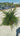 Grevillea Juniperina Vaso 24 - Vivaio Garden Forest (48048231)