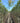 Grevillea Robusta Alb 26 Alto Fusto - Vivaio Garden Forest (47844328)