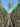 Grevillea Robusta Alb 26 Alto Fusto - Vivaio Garden Forest (47844328)