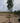 Grevillea Robusta Alb 60 Alto Fusto Crf 18 20 - Vivaio Garden Forest (47844329)