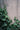 Hedera Hibernica Spalliera H 200 CM Vaso 40 - pianta adulta - Vivaio Garden Forest (48048254)