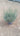 Helichrysum Italicum Cesp 18 - Vivaio Garden Forest (47844330)