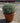 Helichrysum Italicum Cesp 25 - Vivaio Garden Forest (47844331)