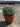 Helichrysum Italicum Cesp 25 - Vivaio Garden Forest (47844331)