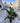 Howea Forsteriana Vaso 20 - Vivaio Garden Forest (47844332)