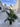 Howea Forsteriana Vaso 20 - Vivaio Garden Forest (47844332)