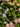 Hydrangea Macrophylla (Ortensia) Mix Colori Vaso 18 - pianta adulta - Vivaio Garden Forest