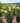 Hydrangea Paniculata Ortensia Limelight Cesp 40 - Vivaio Garden Forest (47844333)