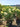 Hydrangea Paniculata Ortensia Limelight Cesp 40 - Vivaio Garden Forest (47844333)