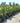 Hydrangea Paniculata Ortensia Vanilla Fraise Cesp 40 - Vivaio Garden Forest (47844337)