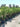Hydrangea Paniculata Ortensia Vanilla Fraise Cesp 40 - Vivaio Garden Forest (47844337)