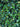 Agrifoglio Variegato Ilex Aquifolium Argenteomarginata Piramide H 160/170 CM Vaso 60 - fogliame - Vivaio Garden Forest (48047848)