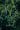 Agrifoglio Nellie Stevens (Ilex Nellie R. Stevens) Alberello Vaso 30 - fogliame - Vivaio Garden Forest (48047845)