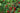 Agrifoglio Nellie Stevens (Ilex Nellie R. Stevens) Alberello Vaso 30 - frutti - Vivaio Garden Forest (48047844)