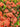 Ixora Coccinea Vaso 24 - pianta adulta - Vivaio Garden Forest (48048271)