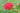 Ixora Coccinea Vaso 24 - fioritura - Vivaio Garden Forest (48048272)
