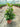 Ixora Coccinea Vaso 24 - Vivaio Garden Forest (48048270)