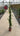 Jasminum Primulinum Vaso 19 H 150 - Vivaio Garden Forest (47844343)
