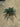Juniperus Blue Chip (Ginepro) Vaso 24 - Vivaio Garden Forest