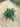Juniperus Blue Pacific (Ginepro) Vaso 24 - Vivaio Garden Forest