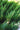 Juniperus Variegato (Ginepro) Aurea Vaso 24 - pianta adulta - Vivaio Garden Forest