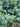 Juniperus Blue Pacific (Ginepro) Vaso 24 - fogliame - Vivaio Garden Forest