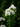 Lagerstroemia Indica Bianca - fiori - Vivaio Garden Forest (50305197)