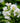 Lagerstroemia Indica Bianca - fioritura - Vivaio Garden Forest (50305196)