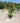 Lagerstroemia Indica Cesp 30 Acoma - Vivaio Garden Forest (47844347)