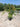 Lagerstroemia Indica Cesp 30 Acoma - Vivaio Garden Forest (47844347)
