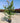 Lagerstroemia Indica Cesp 30 Muskogee - Vivaio Garden Forest (47844349)