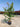 Lagerstroemia Indica Cesp 30 Muskogee - Vivaio Garden Forest (47844349)