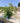 Lagerstroemia Indica Cesp 40 Acoma - Vivaio Garden Forest (47844350)