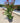 Lagerstroemia Indica Cesp 40 Dynamite - Vivaio Garden Forest (47844351)